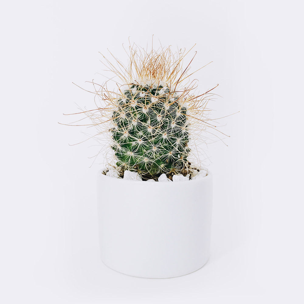 Home cactus3 free img